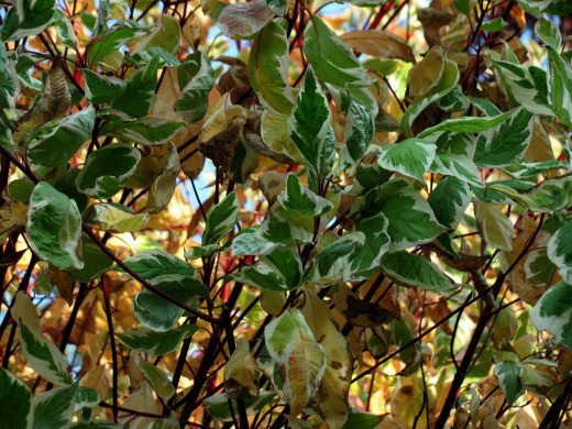 1480210 (a): :2560x1920